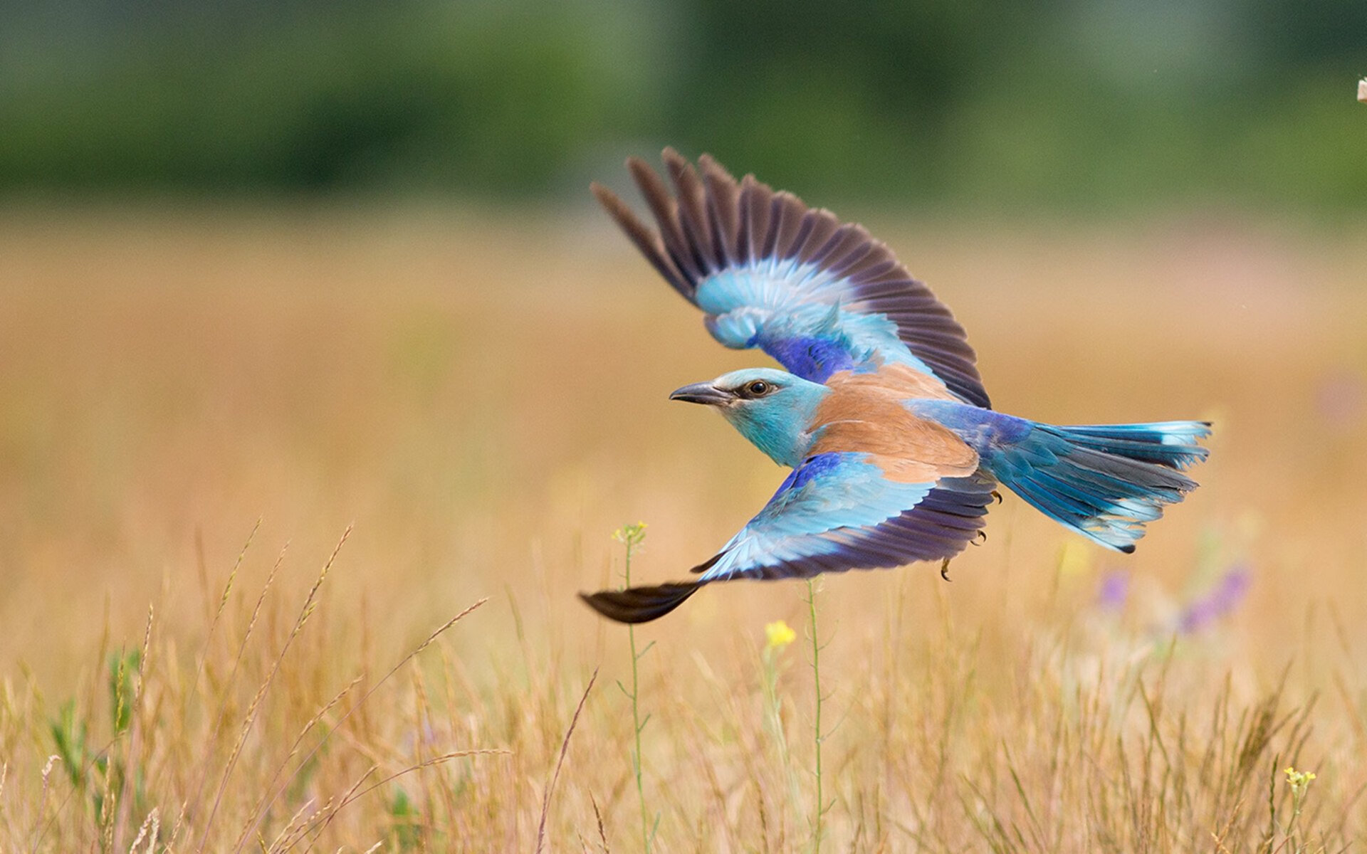 九游APP官网-NBA联盟引入全息转播技术，现场感提升受球迷好评，nba全息投影