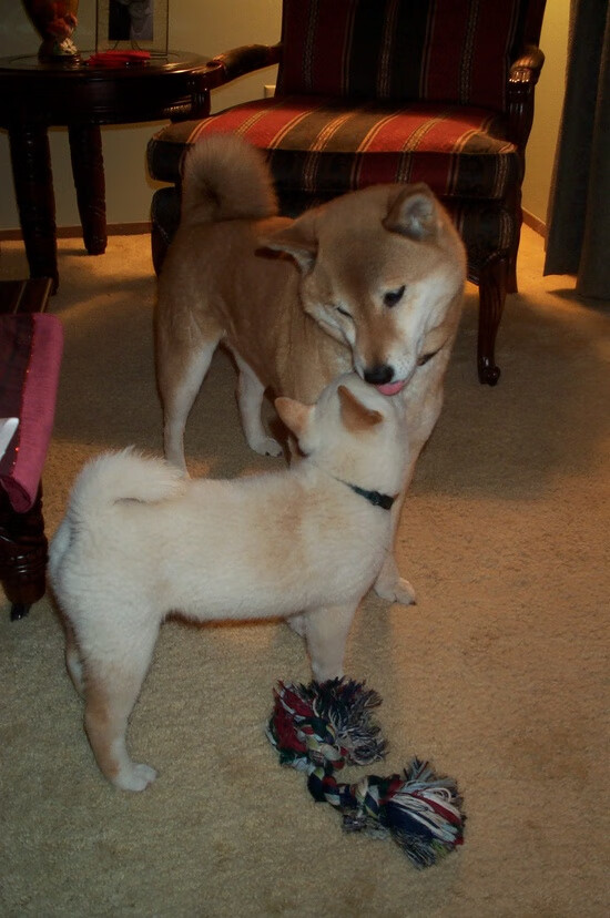 _鹈鹕队连胜势不可挡,球迷欢呼_,鹈鹕队最新阵容